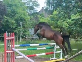 7 y.o. gelding by Epos / La Voltaire