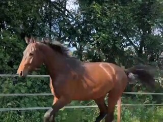 5 y.o. gelding by Karbon sp./Landor S