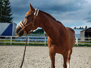 koń ujeżdżeniowy- dzierżawa lub treningi