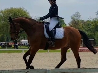 Indywidualny trening koni/ par koń-jeździec - Bio Equestrian