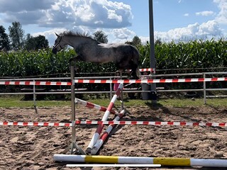 Siwy wałach /dobre pochodzenie