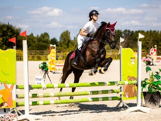 Sprzedam sportowego kuca grupy D