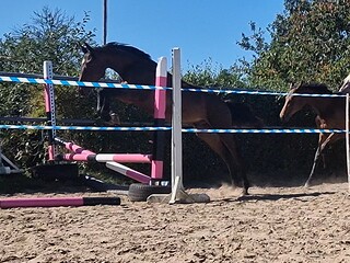 2-letni OGIEREK PROSPEKT DO SPORTU - CONNOR BALOTADE - CONTADOR AMG (DIAMANT DE SEMILLY) x ROTMISTRZ (HOL)