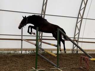 Gretina Ides 2,5 letnia (Toulon Ides X Czumak)