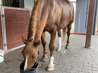 Współdzierżawa ‼️‼️
