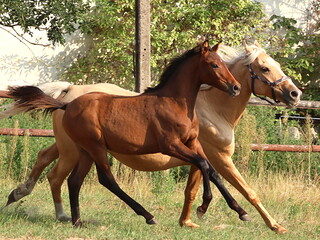 Diva S, córka ogiera Herald