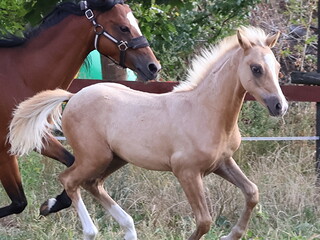 Ferrgamo S