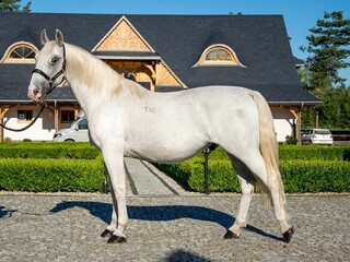 Wałach rasy Lipicańskiej