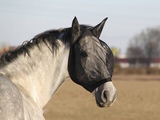 Maska przeciw owadom York Anika cob