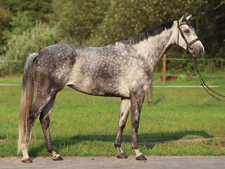 Klacz Oldenburska 5 lat, Ramowa, Urodziwa H-Eldorado po Ekwador x Bonifatius po Bellisimo M