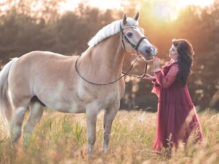Wałach Haflinger z dużym potencjałem, całym osprzętem