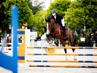 Wałach do sportu 10lat 165cm
