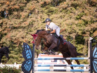 Koń do małego sportu,rekreacji lub hodowli.