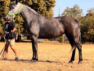 Siwa klacz śląska 6 lat – stary typ, ED/EN