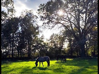 Pensjonat dla Koni Stajnia HorseCare