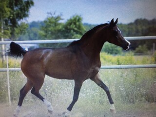 WETINA klacz arabska