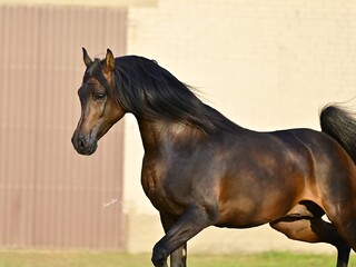 PASOT ogier arabski po EKSTERN