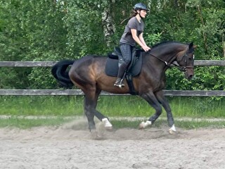 Klacz do współdzierżawy k/W-wy