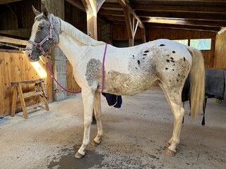 Pięknie malowana klacz AES