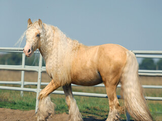 Hodowla koni rasy Traditional Gypsy Cob&Irish Cob