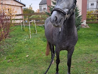 Obiecująca klacz w typie kuca