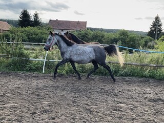 Surowa kara klacz