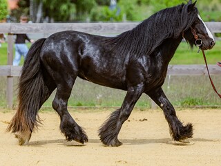 ogier SKARB BENY Tinker / Irish Cob stanówka