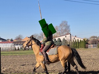 Bułany Ogier