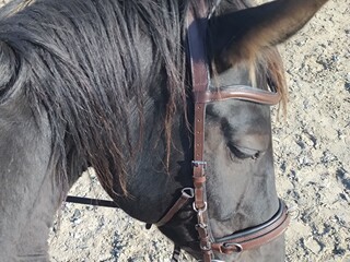 Kawecan waldhausen ciemnybraz