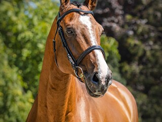 Sprzedam 2 Wałachy po kontuzji do towrzystwa