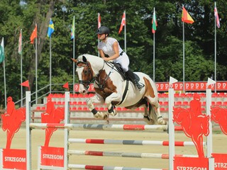 Piękny srokaty wałach na sprzedaż!!!