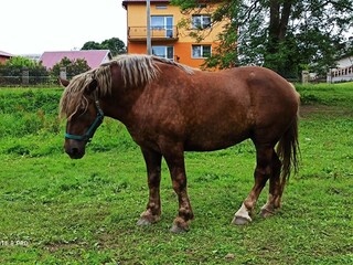 7 letnia klacz sztumska