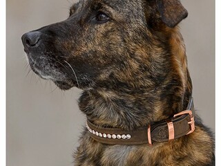 obroża Sugar Dog Romy, r. M - 40 cm, brązowa, cyrkonie, używana
