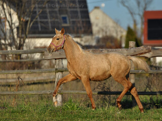 Izabelowata klaczka Kiss of Gold-J x Banderas