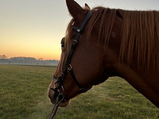 Ogłowie anatomiczne KaWal full