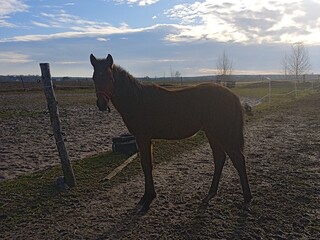 Klaczka po hanoverze