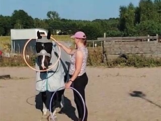 Praca z koniem z ziemi metodami naturalnymi, budowanie relacji, nurt PNH, metody naturalne, W-wa