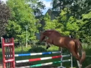 4 y.o. chesnut gelding by Hiacynt sp. (Quidam de Revel s.f. line)