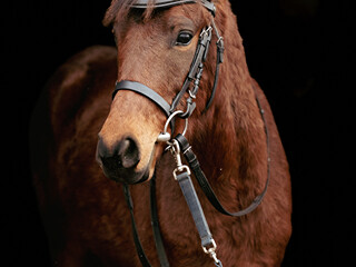 Pilnie sprzedam Apollo Kuc