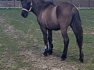 PILNIE! Sprzedam młodego wałacha