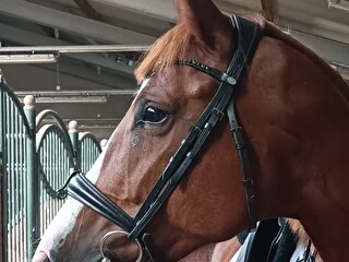 KAVALKADE Grey Cob