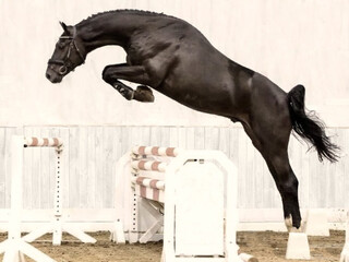 STANÓWKA 2026 ~ SILVER STAR VS Z - WNUK COR DE LA BRYERE ~ OGIER ZANGERSHEIDE ~ PZHK, AES, ZANGERSHEIDE!