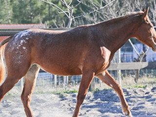 Klacz rasy Appaloosa