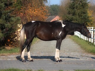 Super koń do skoków/WKKW/terenów  Śliczny odważny grzeczny ze skokowych linii angloarabskich