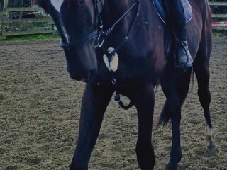 Śliczny kary wałach