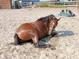 Klacz Bella Luna po kucynce Connemara i Arabku
