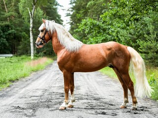 Stanówka ogierem haflinger