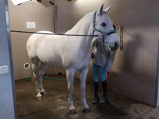 Sprzedam Klacz bezpośrednio po Clinton matka For Pleasure