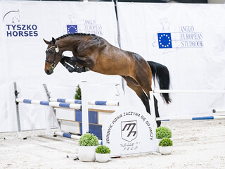 STANÓWKA 2026 ~ VICTORIOUS VS Z (VERDI TN od siostry SOLID GOLD Z!) ~ OGIER ZANGERSHEIDE ~ PZHK, AES, ZANGERSHEIDE!