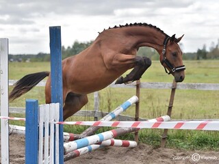 Obiecujący wałach rasy polski koń sportowy. Sprzedaż/Zamiana